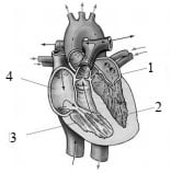 Схема строения сердца человека