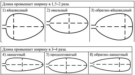 Тип листа по соотношению длины, ширины и расположению наиболее широкой части