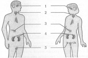 Эндокринная система 3 вариант