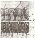 Рисунок Клетки 3 вариант