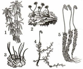 Представители мхов