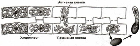 Размножение многоклеточной зелёной водоросли спирогиры