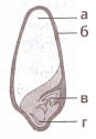 Ткань семени. На рисунке эндосперм обозначен буквой. Что обозначена на рисунке цифрой 4 эндосперм почечка. Отверстие в семенной кожуре это ЦДЗ 6 класс. Наружный плотный Покров семени носит название *.