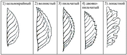 Форма края листа