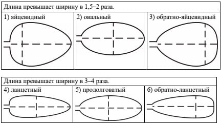 Тип листа