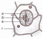 Замыкающие клетки устьиц