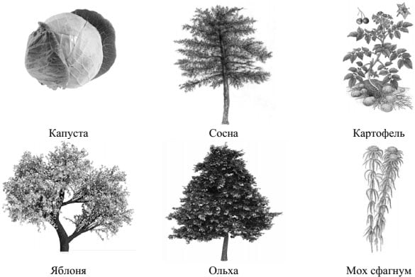 Шесть представителей мира растений