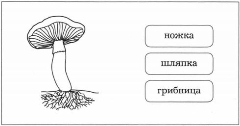 Части гриба